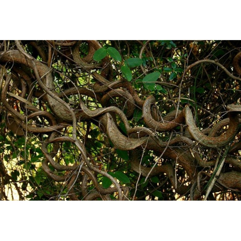 9 Semillas de Hierba africana de los sueños (Entada rheedii)