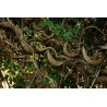 9 Semillas de Hierba africana de los sueños (Entada rheedii)