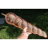 9 Semillas de Hierba africana de los sueños (Entada rheedii)