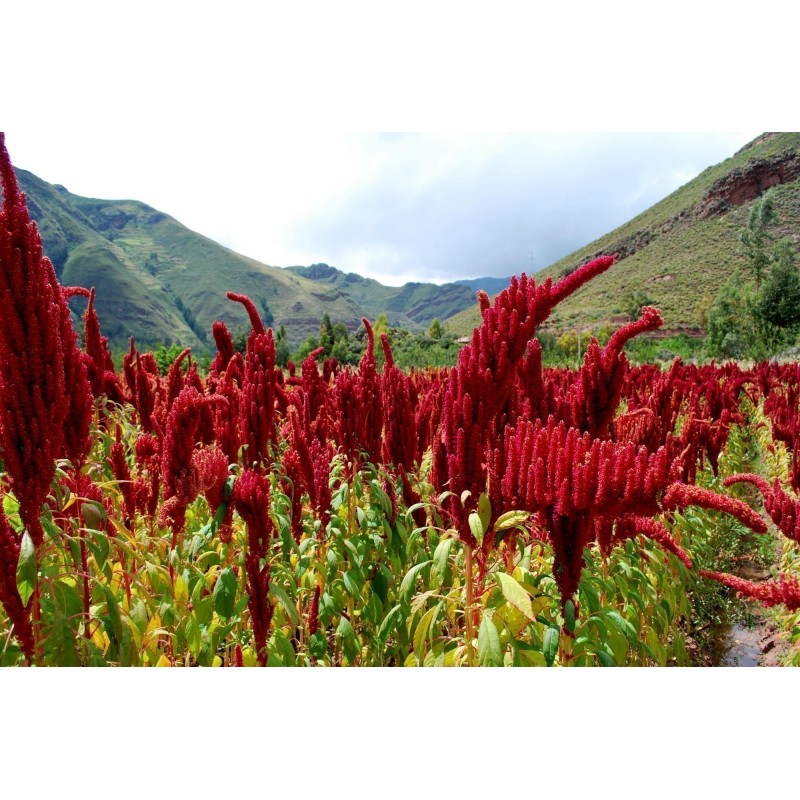 1.35 Black Amaranth Seeds (Amaranthus)