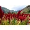 1.35 Black Amaranth Seeds (Amaranthus)