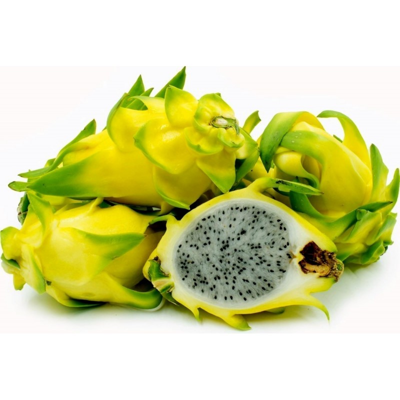 100 Sementes de fruta do Dragão Amarelo (Hylocereus undatus) -...