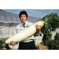 Semillas Rábano Gigante Largo Japonesa “Daikon”