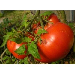 Semillas de tomate de Volgogrado - variedad rusa