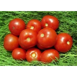 Volgograd Tomatsfrön - Ryska sorten