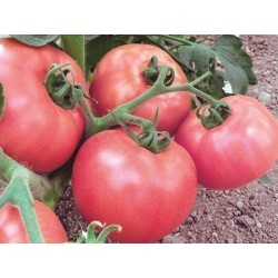 Volgograd Tomatsfrön - Ryska sorten