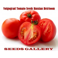 Semi di pomodoro Volgograd - Varietà russa