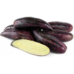 Semillas Pepino Melón Púrpura - Gigante - Raras (Solanum muricatum)