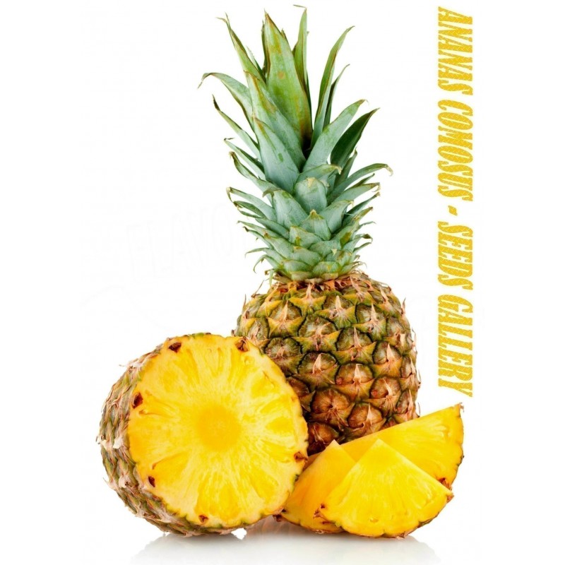 schuld verstoring Artistiek Ananas Seeds pineapple - Prijs: €3.50