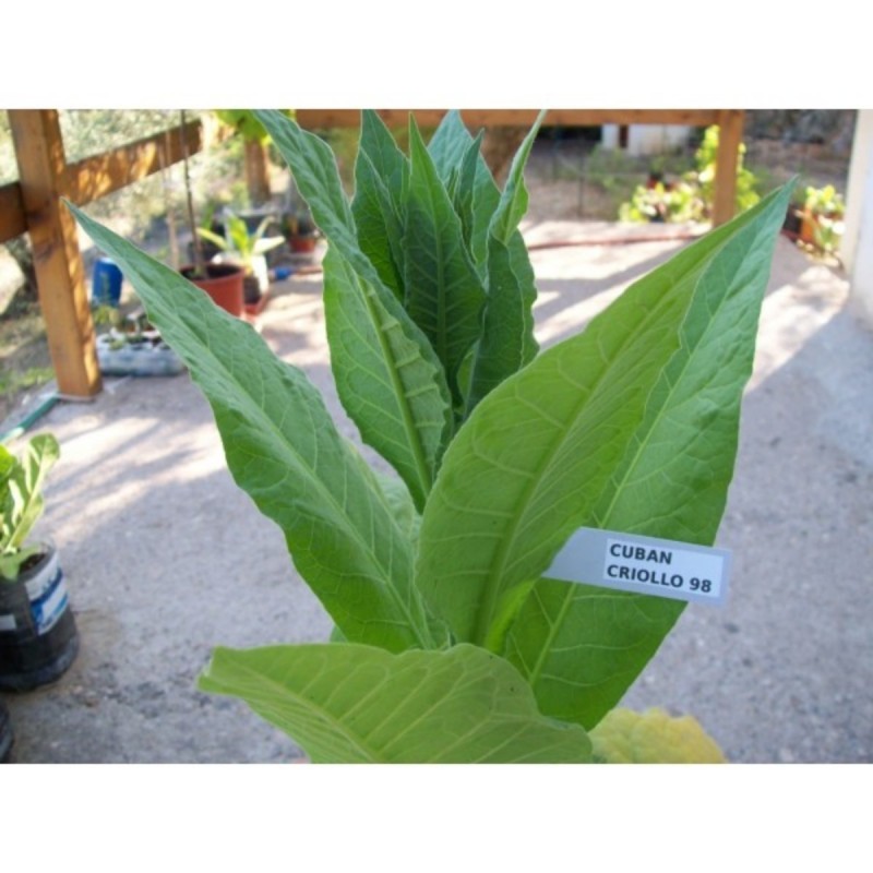 C. Criollo 98 Tobacco Seeds  - 4