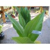 C. Criollo 98 Tobacco Seeds  - 4