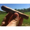 C. Criollo 98 Tobacco Seeds  - 3
