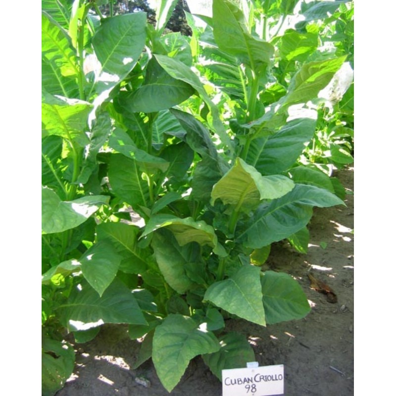 Graines de tabac C. Criollo 98  - 5