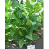 C. Criollo 98 Tobacco Seeds  - 5