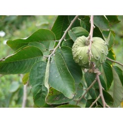 Kirimoja - Annona Cherimola frön