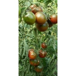 Semillas de tomate gitano
