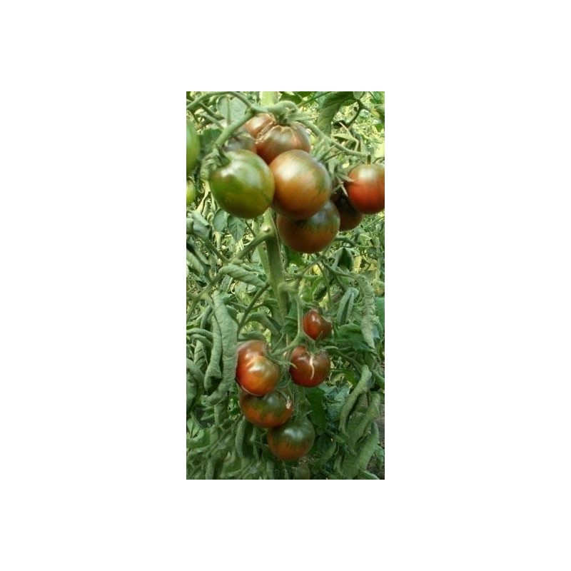1.95 Zigan (Zigeuner, Gipsi) Tomaten Samen