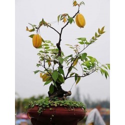 Averrhoa Karambola Starfruit seme Egzoticno Voce