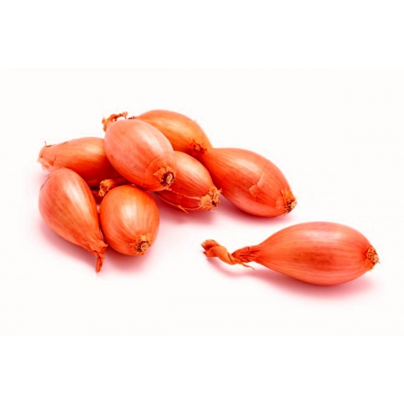 Salot – lukovice / seme | Price: 2,50 € 🌳🌼🌸🌿🌱🍉