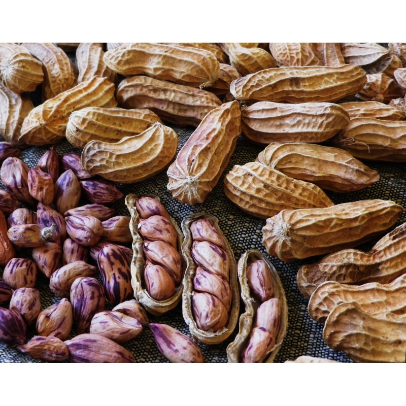 2.25 Σπόροι Τίγρη Φιστίκι (Arachis Hypogaea)