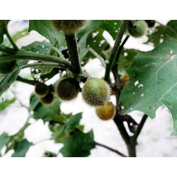 Σπόροι Tarambulo - τριχωτές μελιτζάνας (Solanum ferox)