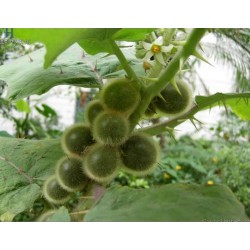 Graines de Aubergine de Siam, fruits comestibles et rares (Solanum ferox)