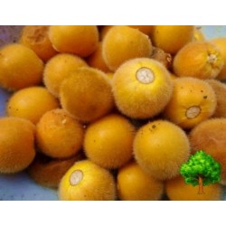 Graines de Aubergine de Siam, fruits comestibles et rares (Solanum ferox)