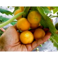 Σπόροι Tarambulo - τριχωτές μελιτζάνας (Solanum ferox)