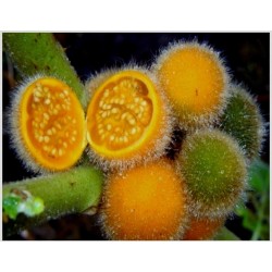 Semillas de Solanum ferox - Tarambulo - Terong Bulu