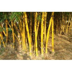 Semi di Bambù Dorato (Phyllostachys aurea)