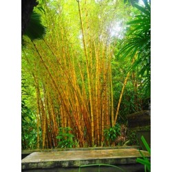 Semi di Bambù Dorato (Phyllostachys aurea)