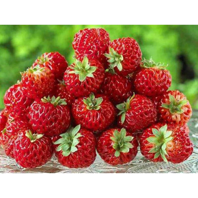 Semillas de Fresa “Framberry“ | Price: 4,00 € 🌳🌼🌸🌿🌱🍉