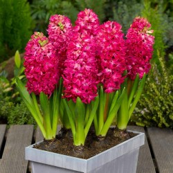 Hyacinthus orientalis bulbs (different types)