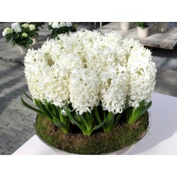 Bulbos de Jacinto (Diferentes tipos) (Hyacinthus)