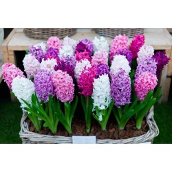 Hyacinthus orientalis bulbs (different types)