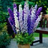 2.25 Σπόροι Rocket Larkspur