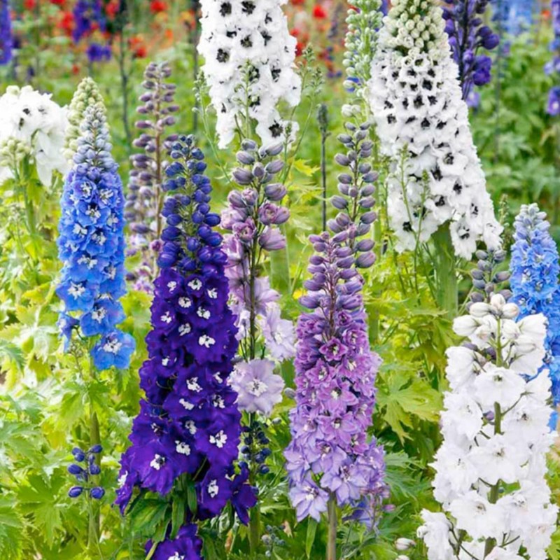 2.25 Σπόροι Rocket Larkspur
