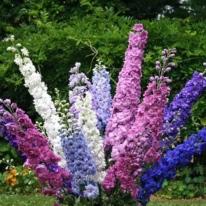 2.25 Σπόροι Rocket Larkspur