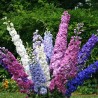 2.25 Σπόροι Rocket Larkspur
