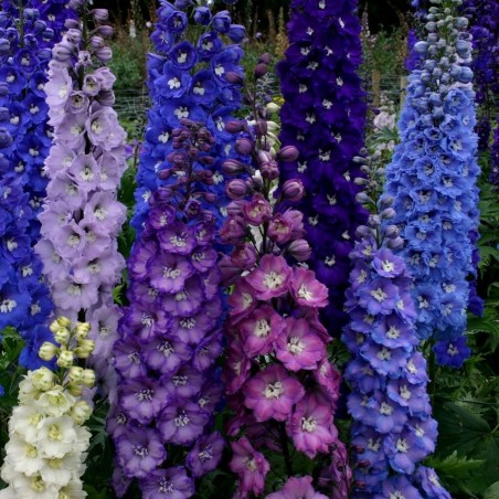 2.25 Σπόροι Rocket Larkspur