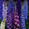 2.25 Σπόροι Rocket Larkspur