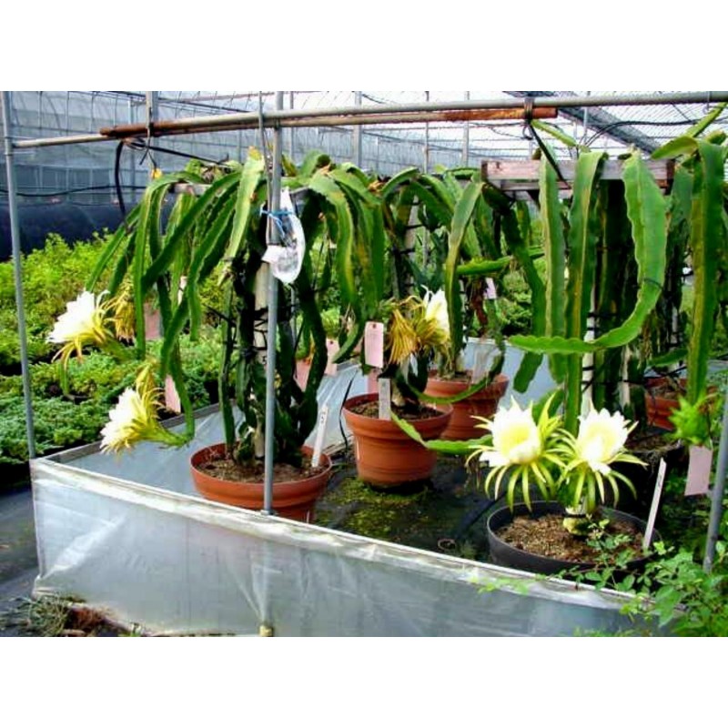 Zmajevo Voce Zuti Dragon Fruit Seme (Selenicereus megalanthus) | Price: 2,50 € 🌳🌼🌸🌿🌱🍉