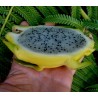Pitaya Jaune, Graines de Fruit du Dragon Jaune (Selenicereus megalanthus) | Price: 2,50 € 🌳🌼🌸🌿🌱🍉