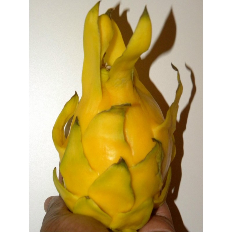 Pitaya Amarela, Sementes de Fruta do Dragão Amarela (Selenicereus megalanthus) | Price: 2,50 € 🌳🌼🌸🌿🌱🍉
