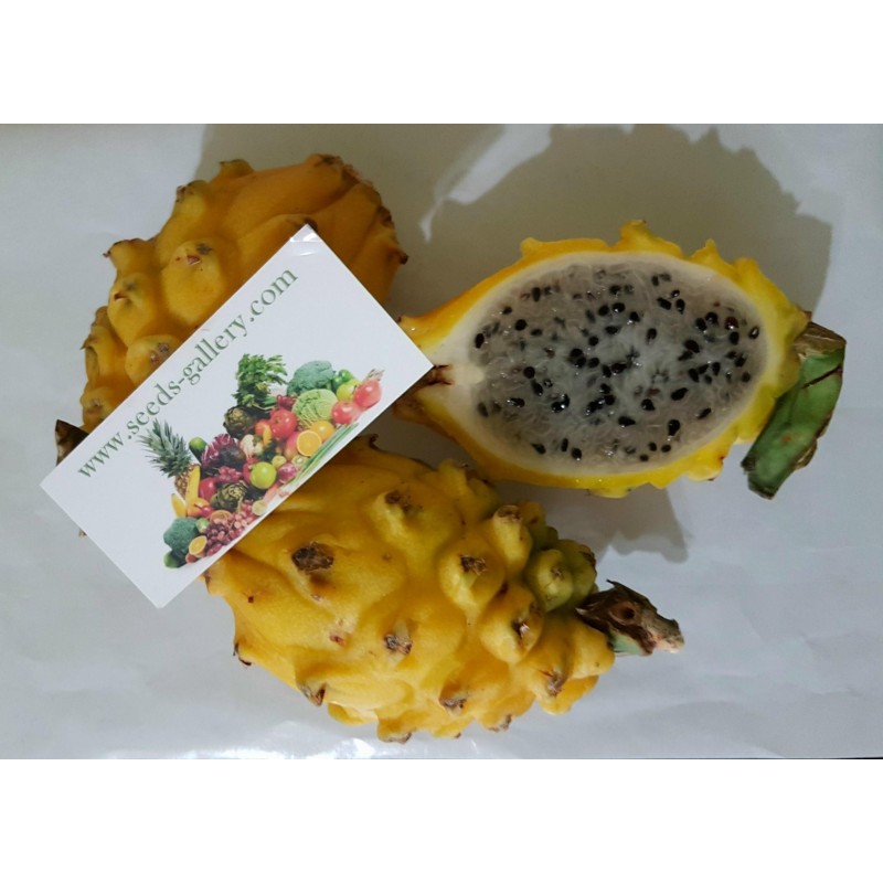 Pitaya Jaune, Graines de Fruit du Dragon Jaune (Selenicereus megalanthus) | Price: 2,50 € 🌳🌼🌸🌿🌱🍉