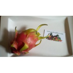 200X Mixed Pitaya Drachenfrucht Samen Duftenden Kaktus Selten Exotisch! 