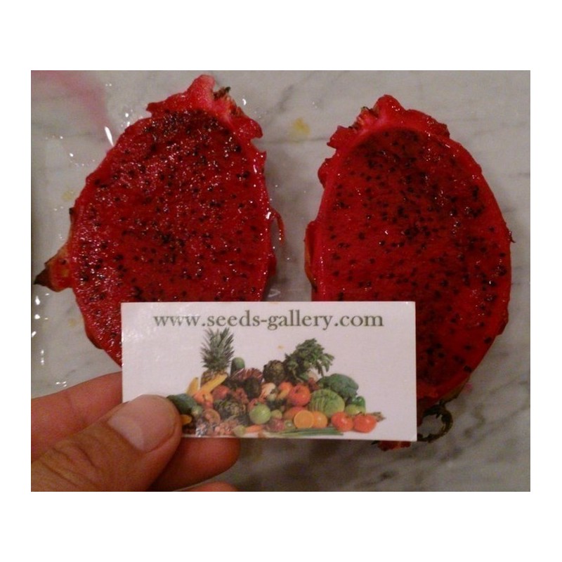 2.5 Graines Pitaya Fruit Du Dragon Rouge (Hylocereus costaricensis)