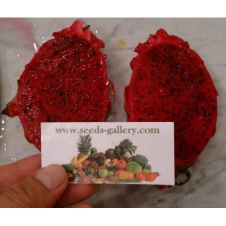 2.5 Graines Pitaya Fruit Du Dragon Rouge (Hylocereus costaricensis)