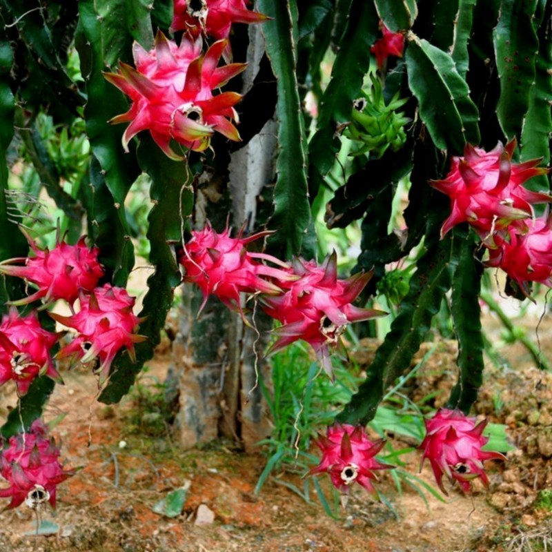 2.5 Graines Pitaya Fruit Du Dragon Rouge (Hylocereus costaricensis)