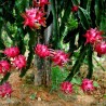 2.5 Graines Pitaya Fruit Du Dragon Rouge (Hylocereus costaricensis)